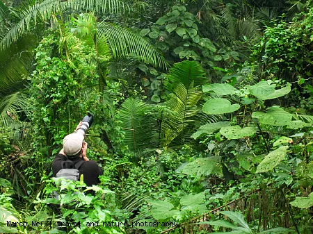Taking pictures in the rain forest
