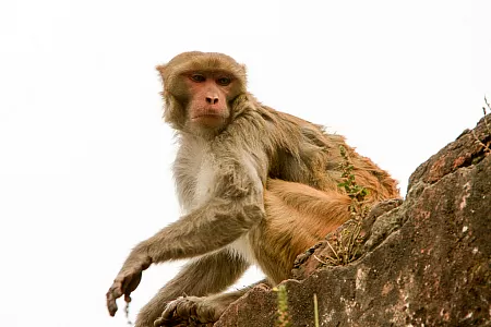 Rhesus monkey in Dhaka