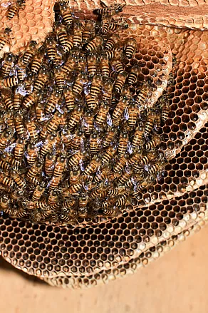 Bienen in Anandas Wohnzimmer