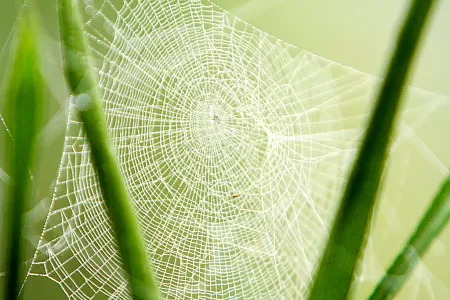 Spinnennetze prägen den Regenwald