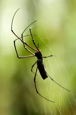 Big spider (about 10cm)