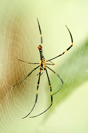 Big spider (about 10cm)