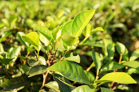 Close-up of a tea plant