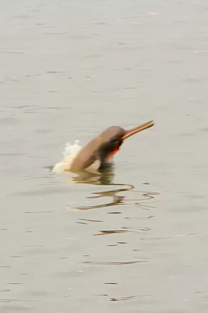 Flussdelphin im Hafen von Khulna
