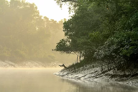 Side canal in Sundarbans National Park
