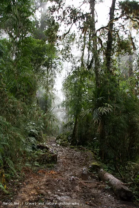 The dirty trail passes cloud forest
