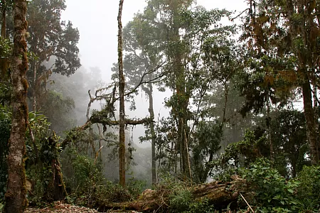 Mystical impression in the cloud forest