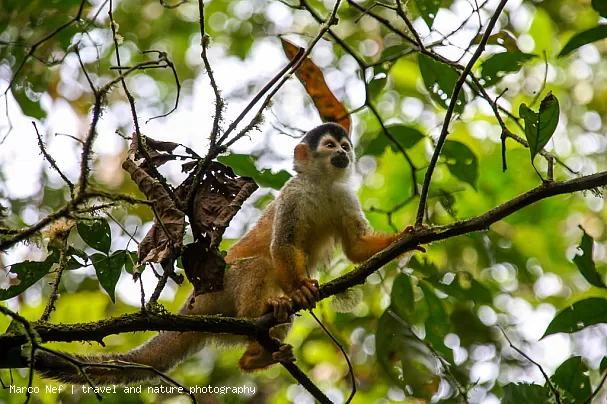 Squirrel monkey in Parque Nacional Corcovado at Osa peninsula