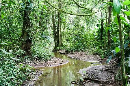 Der Weg im Regenwald
