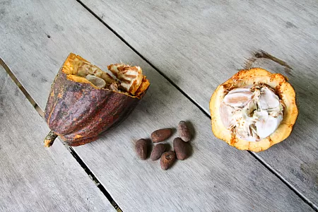 Frische Kakaofrucht und getrocknete Bohnen