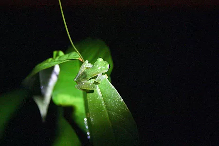 Fleischmann's Glass Frog: A transparent frog whose bones can be seen
