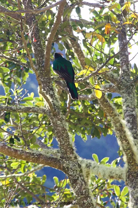 Weiblicher Quetzal