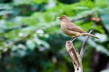 Nationalvogel von Costa Rica (Lat.: Turdus Grayi)