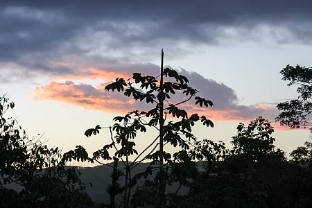 Sonnenuntergang mit Abendrot im Regenwald