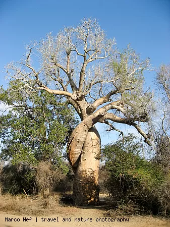 Les Baobabs amoureux