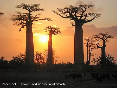 Baobabs beim Sonnenuntergang